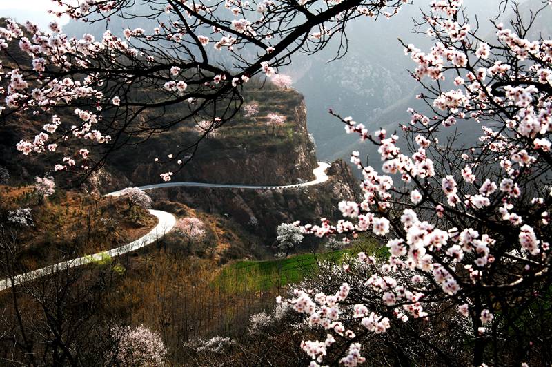 古树开花春意浓 河南新密将于3月16日举办杏花节